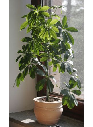 17206_plant_kislevelu_sugararalia.jpg