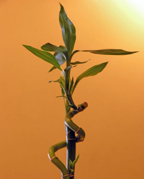484px-luckybamboo_2005_seanmcclean.jpg