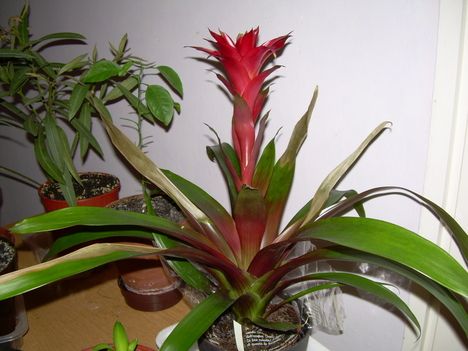 bromelia_80570_257011_n.jpg