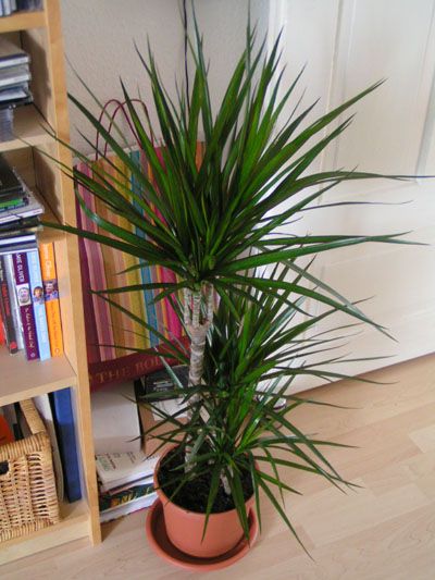 dracena.jpg